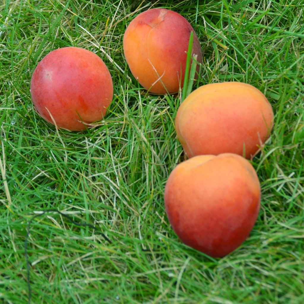 Abricotier Rouge Tardif Delbard - Georges Delbard 1 Abricotier Rouge Tardif Delbard - Georges Delbard