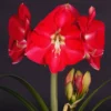 Amaryllis Candy Cream (Candy Queen) - Hippeastrum