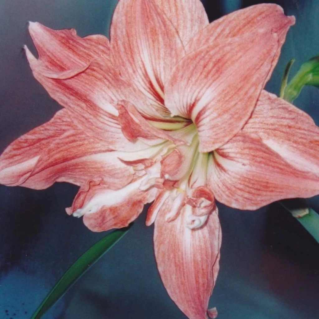 Amaryllis Double Lady Jane 1 Amaryllis Double Lady Jane