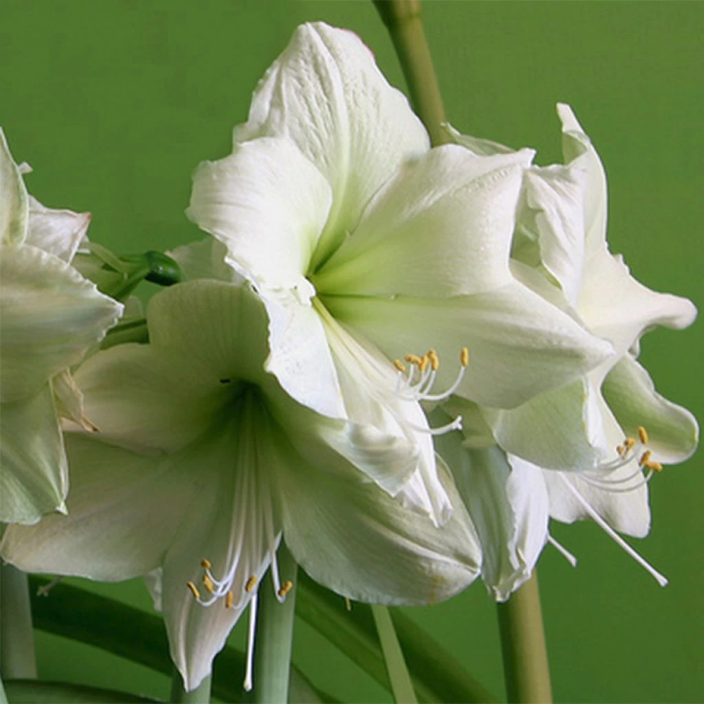Amaryllis Luna 1 Amaryllis Luna
