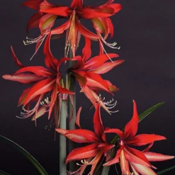 Amaryllis Sumatra - Hippeastrum Cybister
