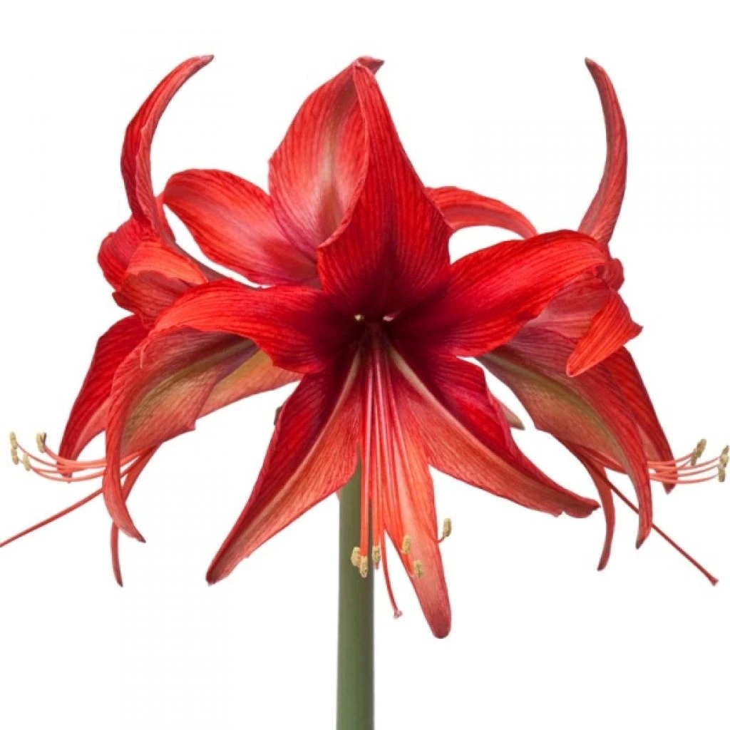 Amaryllis Cybester Bogota 1 Amaryllis Cybester Bogota