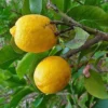 Cédratier - Citrus Medica