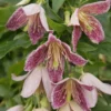 Clématite - Clematis Cirrhosa Advent Bells