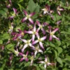 Clématite - Clematis Flammula Triternata Rubromarginata