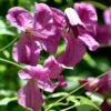 Clématite - Clematis Viticella Krakowiak