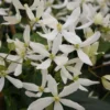 Clématite - Clematis Armandii Snowdrift