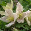Clématite - Clematis Cirrhosa Winter Parasol