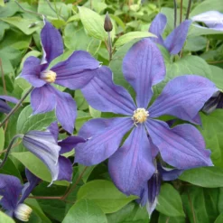 Clématite - Clematis Integrifolia Durandii