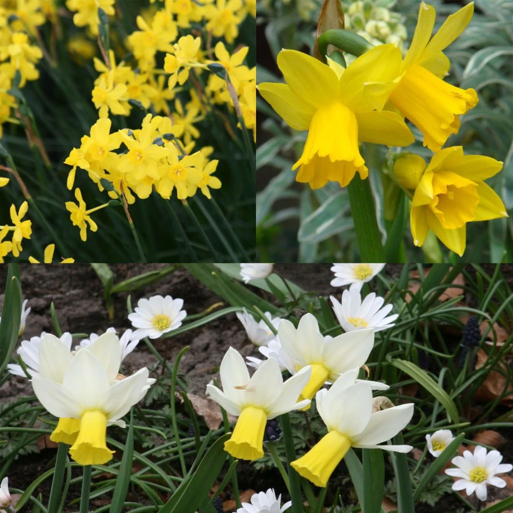 Collection 30 Narcisses Précoces 1 Collection 30 Narcisses Précoces