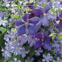Collection Clématites Ciel Indigo