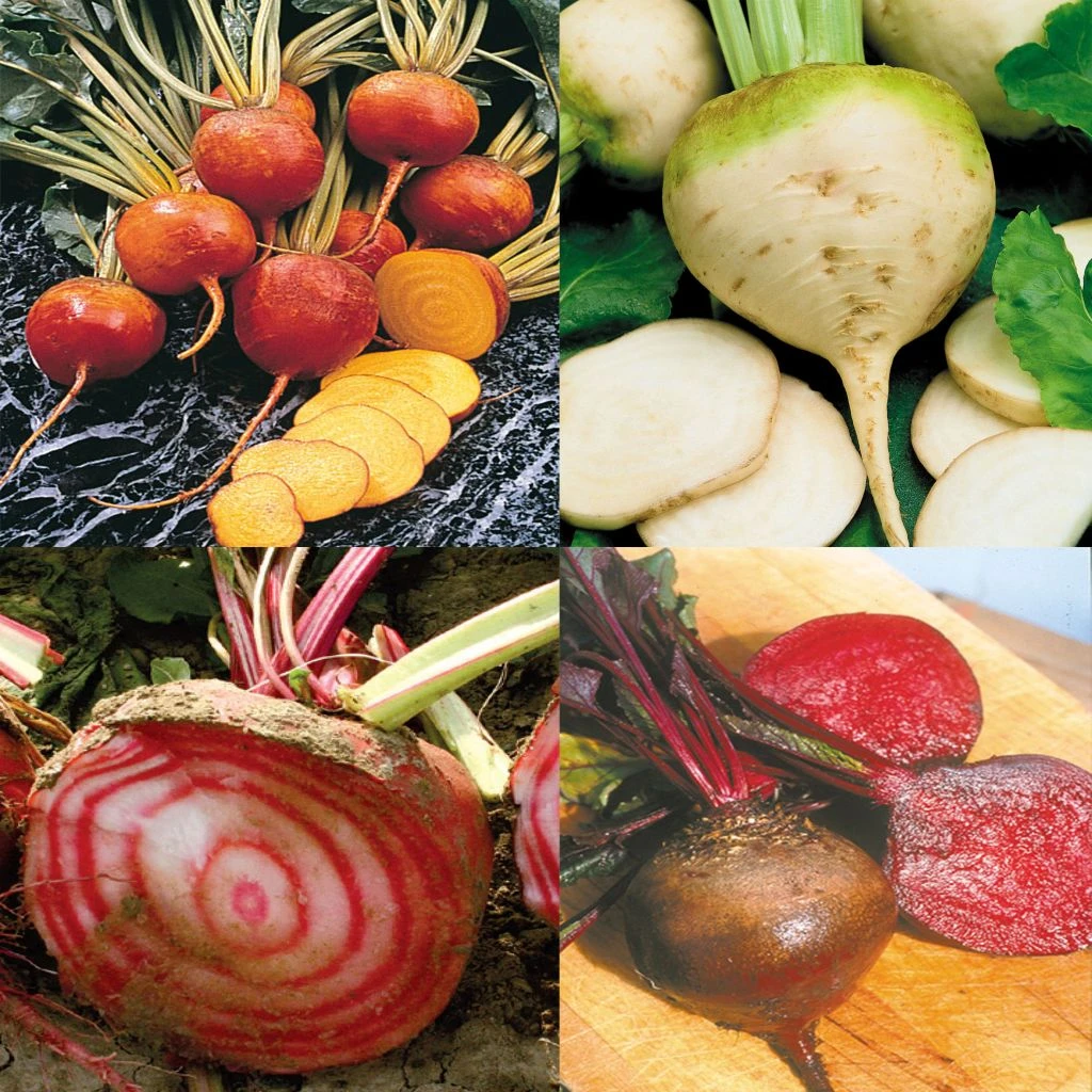 Collection De 4 Betteraves Colorées Bio 1 Collection De 4 Betteraves Colorées Bio