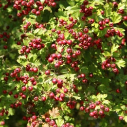 Crataegus Azarolus - Azérolier
