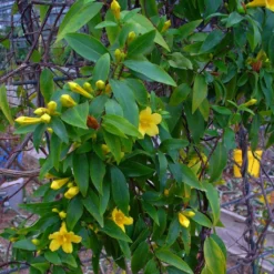 Jasmin De Virginie - Gelsemium Sempervirens