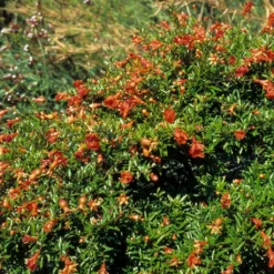 Grenadier Nain - Punica Granatum Chico Ou Nana Gracillissima
