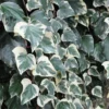 Lierre Des Canaries - Hedera Algeriensis Gloire De Marengo