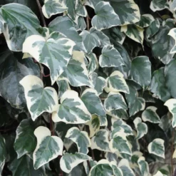 Lierre Des Canaries - Hedera Algeriensis Gloire De Marengo
