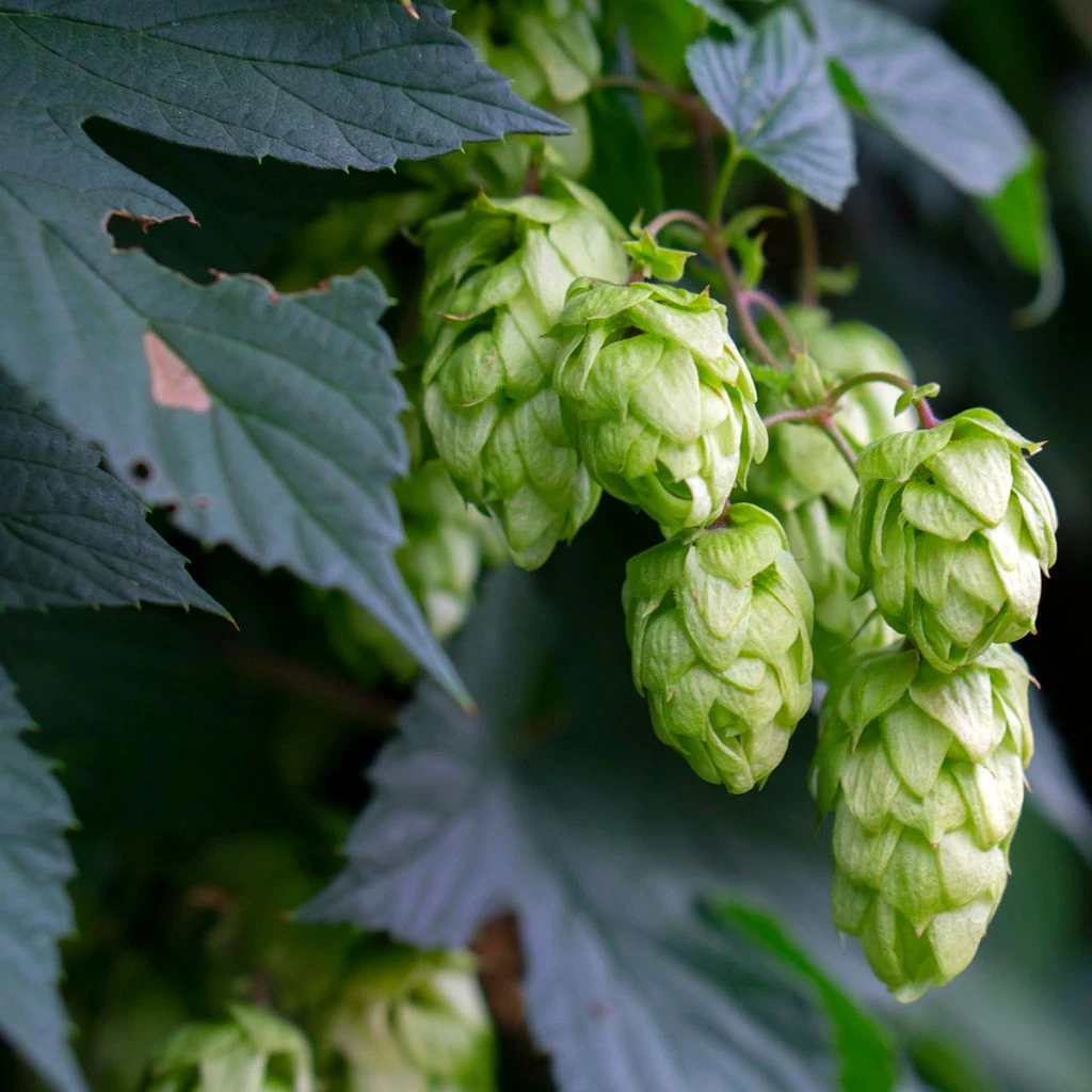 Houblon - Humulus Lupulus Hersbrucker 1 Houblon - Humulus Lupulus Hersbrucker