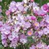 Rosier Couvre-sol Lavender Dream
