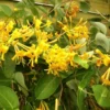 Chèvrefeuille - Lonicera Mandarin®