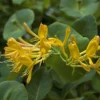 Chèvrefeuille De Tellman - Lonicera Tellmaniana