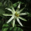 Passiflora Mucronata - Fleur De La Passion