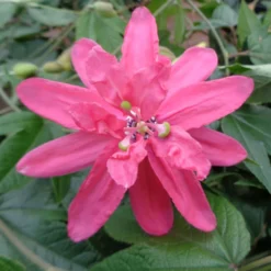 Passiflore Insignis Pink Passion - Fleur De La Passion