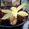 Pleione Forrestii