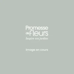 Rosier à Fleurs Groupées Love Letter - Racines Nues En Motte