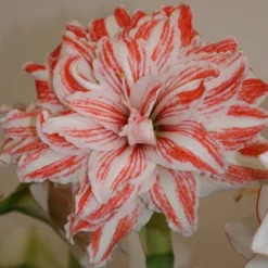 Amaryllis Double Dancing Queen