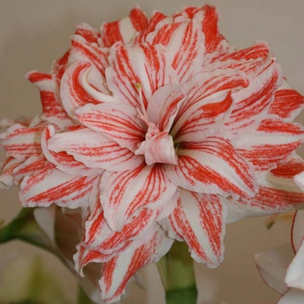 Amaryllis Double Dancing Queen 1 Amaryllis Double Dancing Queen