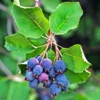 Amelanchier Alnifolia Saskatoon Berry