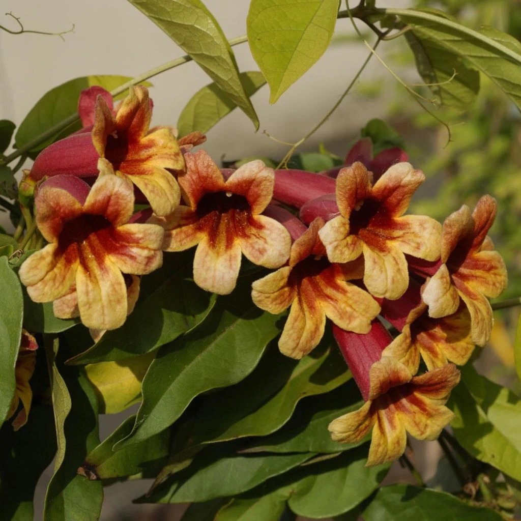 Campsis Capreolata - Bignone à Vrilles 1 Campsis Capreolata - Bignone à Vrilles