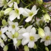 Clématite - Clematis Avalanche®