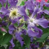 Clématite - Clematis Blue Pirouette