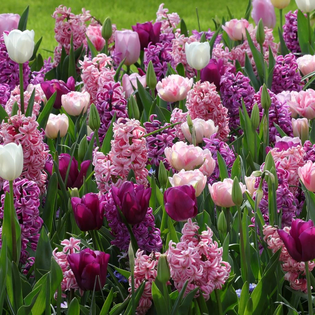 Collection Harmonie Romantique 1 Collection Harmonie Romantique