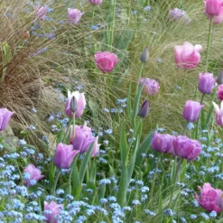 Collection Tulipes Voile De Parme