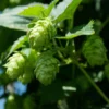 Houblon Vert - Humulus Lupulus Magnum