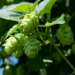 Houblon Vert - Humulus Lupulus Magnum