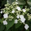Hortensia Grimpant - Hydrangea Semiola