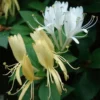 Chèvrefeuille Du Japon Halliana - Lonicera Japonica