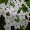 Solanum Jasminoides Album